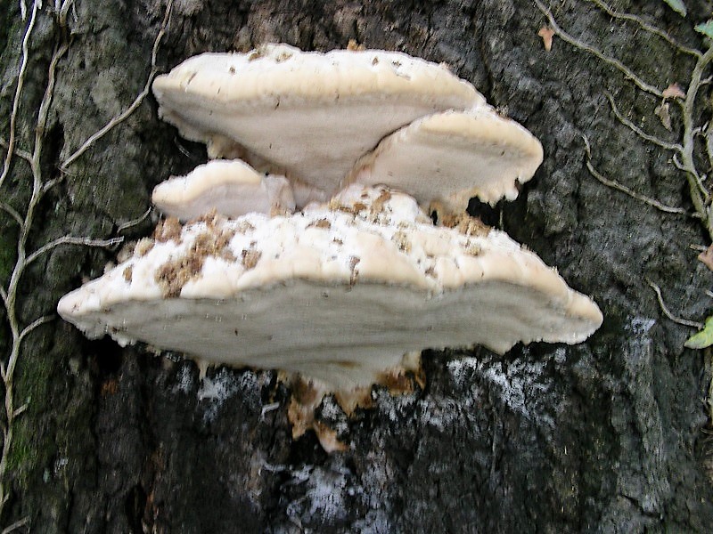 425 Agosto vecchio ritrovamento